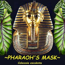 Pharaoh mask colocasia for sale  Haleiwa