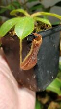 Nepenthes veitchii boschiana for sale  Shipping to Ireland
