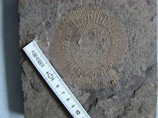 Ammonit dactylioceras lias gebraucht kaufen  Oos