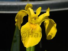 Iris pseudacorus pianta usato  Piazza Armerina