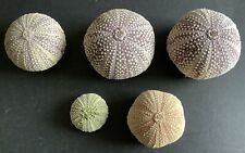 Sea urchin shells for sale  GLASGOW