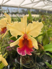 Cattleya king george for sale  USA