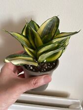 Sansevieria hahnii for sale  LLANELLI