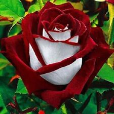Semente de rosa 100 sementes brancas vermelhas Osiria porcelana rara flor de jardim semente de rosa  comprar usado  Enviando para Brazil