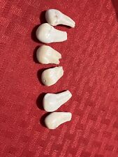 elk ivory teeth for sale  Poynette