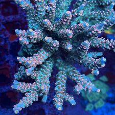 live corals for sale  Los Angeles