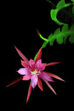 Epiphyllum epicactushybride bl gebraucht kaufen  Bad Driburg