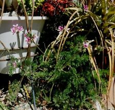 Pelargonium hirtum pygmy for sale  San Clemente