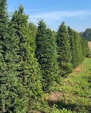 Yew hedging 100 for sale  UK
