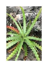 Used, 10x Hechtia glomerata guapilla bromeliad garden plants - seeds ID572 for sale  Shipping to South Africa