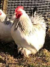 12 Columbian pekin bantam Hatching Eggs 🐣  for sale  GRANTHAM