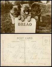 Usado, Chow Chow Dog Cachorros Perros 3 Tres Mocasines Pequeños Pan, China Antiguo R.P. Postal segunda mano  Embacar hacia Argentina