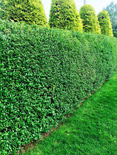 Green privet hedging for sale  Shipping to Ireland