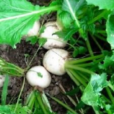Seven top turnip for sale  Minneapolis