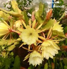 Epiphyllum yellow noid d'occasion  Chartres