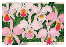 Cattleya Mossiae Hook by Jean Linden Orchids A4 Art Print for sale  Shipping to South Africa