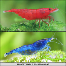 Mix shrimp combo for sale  UK