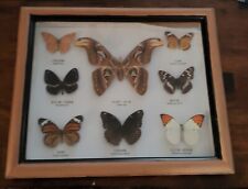 butterfly specimen for sale  Easton