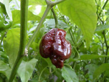 Trinidad scorpion chocolate for sale  Shipping to Ireland