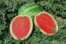 Wassermelone crimson sweet gebraucht kaufen  Ronsdorf