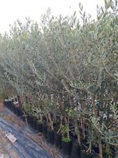 Piante ulivo olivo usato  Stromboli