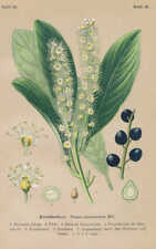 Prunus Laurocerasus - Lauro Ceraso Litografia 1910 usato  Spedire a Italy