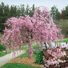 Flowering cherry blossom for sale  UK