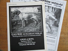 Hungarian vizsla breed for sale  HOLYWELL