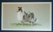 SHETLAND SHEEPDOG  Illustrated Dog Card   FB20P for sale  DERBY