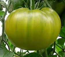 Tomates anciennes vertes d'occasion  Pau