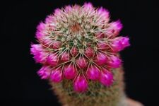 Mammillaria hahniana cactus usato  Italia