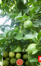 Seeds lemon lime for sale  Goldsboro