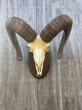 Huge spanish mouflon for sale  Signal Mountain