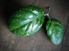 Hoya vitellina splash for sale  Ireland