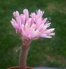 haemanthus for sale  Shipping to South Africa