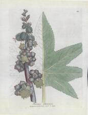 1790 antique botanical for sale  ASHFORD