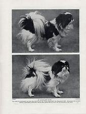 Japanese chin named for sale  COLEFORD