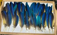 Blue gold macaw for sale  Saint Cloud