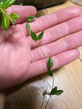 Hoya microphylla node for sale  DONCASTER