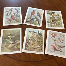 Vintage bird prints for sale  Brainerd