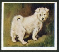 Samoyed puppy godfrey for sale  COLEFORD
