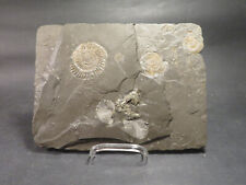 Versteinerung fossil ammoniten gebraucht kaufen  Sillenbuch