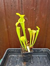 Sarracenia oreophila dekalb for sale  CHIPPENHAM