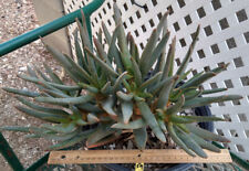 Aloe ramosissima many for sale  North Las Vegas
