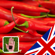 Organic chilli cayenne for sale  CHELMSFORD