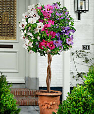 Hibiscus syriacus ibisco usato  Torino