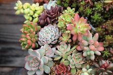 Assorted succulent cuttings for sale  Fallbrook