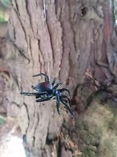 Scary halloween spider for sale  NORTHWICH