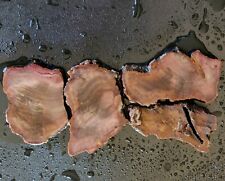Petrified wood lapidary for sale  Redwood City
