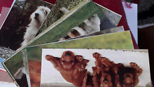 Animal wildlife postcards for sale  NORTHAMPTON